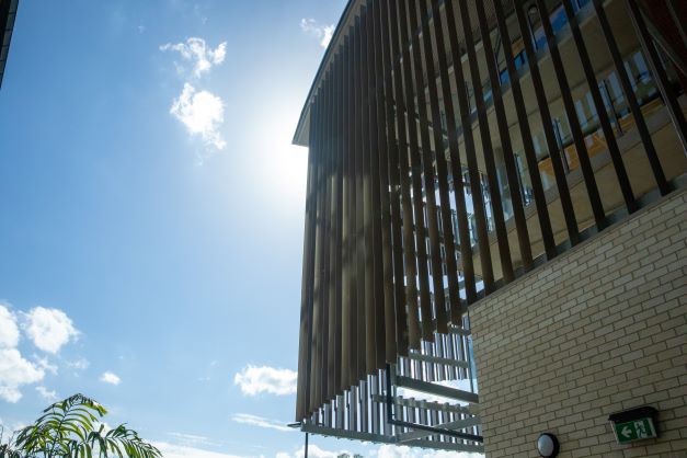 Dovetreebuilding