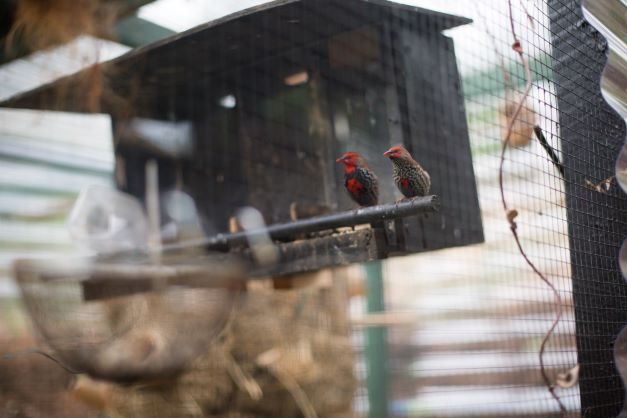 Bird aviary at Knowles Court