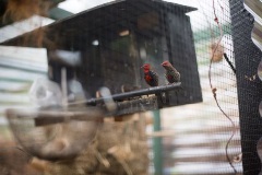 Bird aviary at Knowles Court