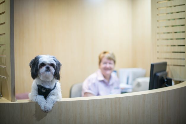 Greetings from our Eden companion dog at Nash Court