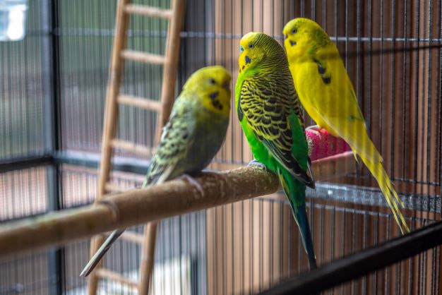 Budgies in aviary at Reid Court