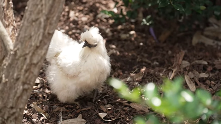 Chickens in the yard at Reid Court