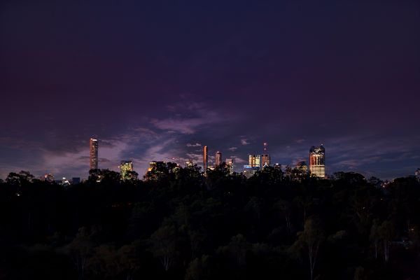 Treetops and city buildings at night